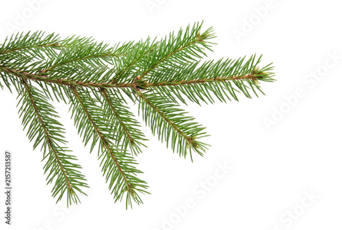 Canvastavla Green fir branch with needles on transparent background