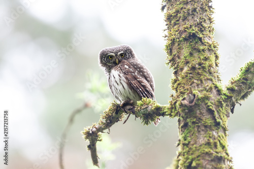 Eurasian pygmy owl (Glaucidium passerinum) sitting on a brunch in a mixed forest, Central Belarus