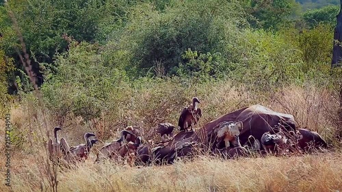 Group of  White backed Vulture scavenging , fighting and flying on old elephant carcass in Greater Kruger National park, South Africa ; Specie Gyps africanus family of Accipitridae