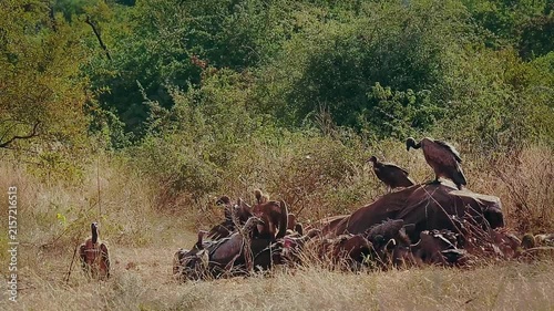 Group of  White backed Vulture scavenging and fighting on old elephant carcass at dawn in Greater Kruger National park, South Africa ; Specie Gyps africanus family of Accipitridae