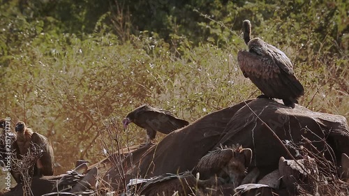 Group of  White backed Vulture scavenging and fighting on old elephant carcass at dawn in Greater Kruger National park, South Africa ; Specie Gyps africanus family of Accipitridae