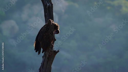 Hooded vulture standing on dead trunk and grooming backlit at dawn in Greater Kruger National park, South Africa ; Specie family Necrosyrtes monachus of Accipitridae