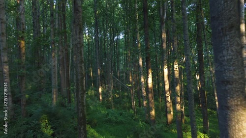 Sunlight Streaming Through Dense Forest Trees in Aerial Tracking Shot