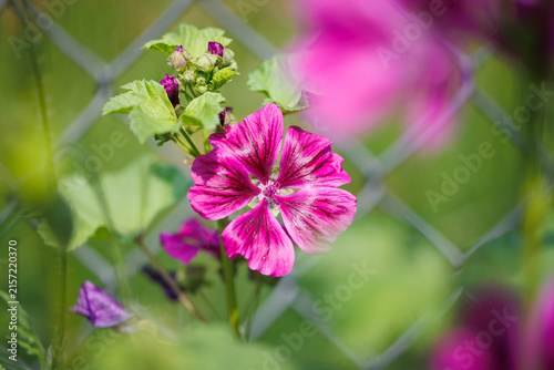 Canvastavla Purple Malva sylvestris flower in bloom with prominent stamens