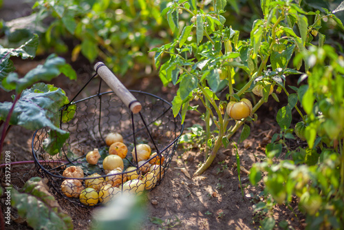 Fotografie Harvesting physalis in summer garden