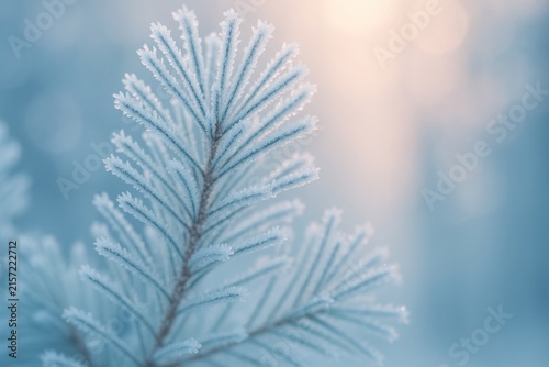 Frosty pine branch in winter