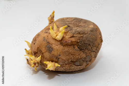 Sprouts on а raw potatoes, food ingredients