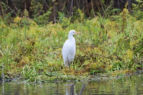Cuadro en lienzo snowy egret in the marsh