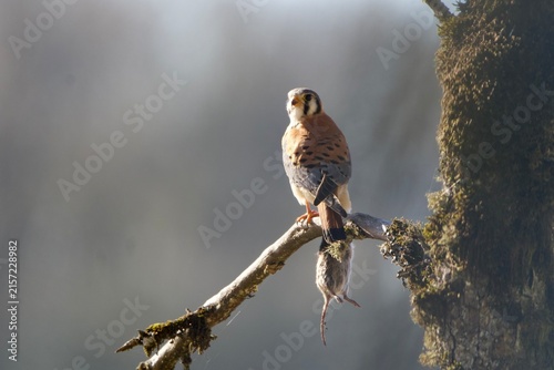 Fotografie Kestrel with mouse on tree branch