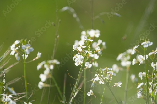 flowers in a meadow