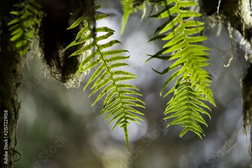fern leaves in the forest