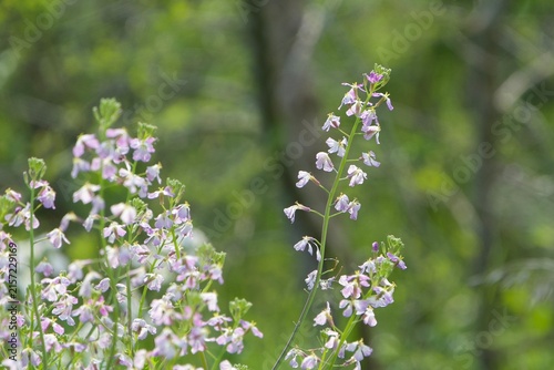 forget me not flowers