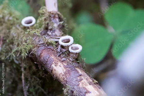 bird's nest mushroom on tree branch 