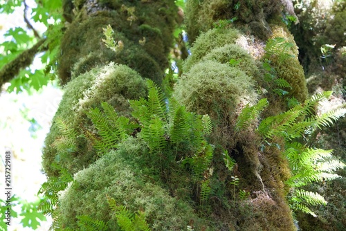 moss covered tree
