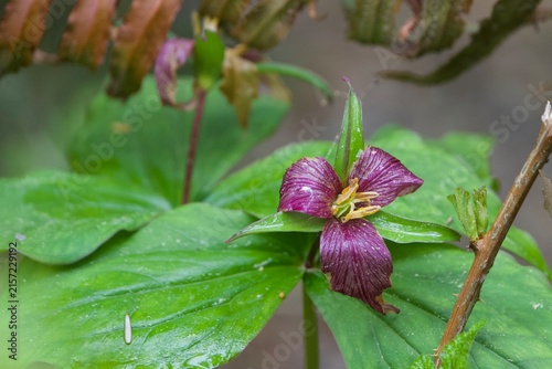 purple trillium in spring time 