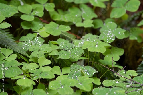 water drops on a leaf