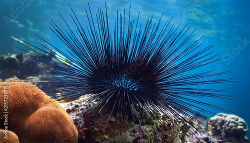 close up of a long spined sea urchin underwater on a coral reef the black aquatic creature features sharp protective spines and a central light blue anal cone natural marine life concept