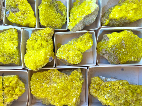 Cuadro en lienzo Bright yellow sulfur mineral crystal specimens displayed in individual white car
