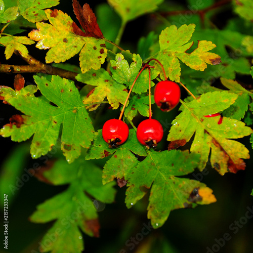 Konstfotografi Common hawthorn red berries among wet autumn leaves