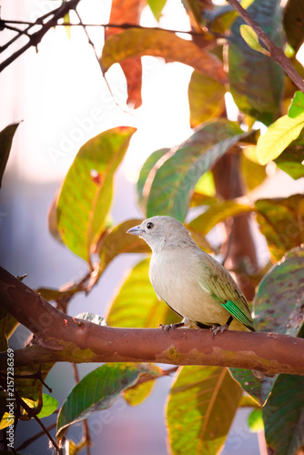 Foto Blue Gray Tanager perched on a tree branch.