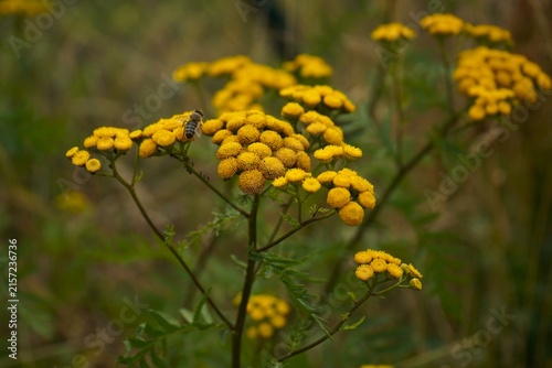 Cuadro en lienzo Honey bee collecting nectar from yellow wildflowers in a natural meadow, illustrating pollination, biodiversity, ecology, sustainable nature and the importance of pollinators