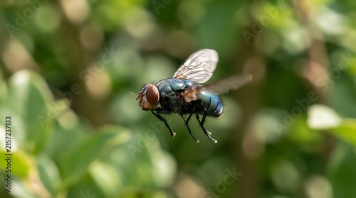 Macro shot of a bluebottle fly in flight against a natural green foliage background