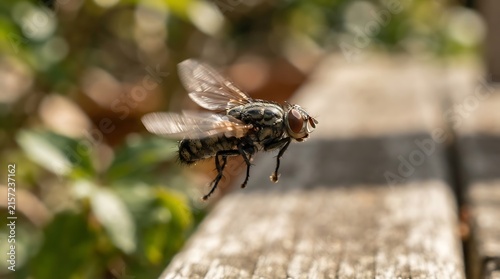 Macro shot of a housefly hovering in mid-air over a wooden surface in a sunny garden