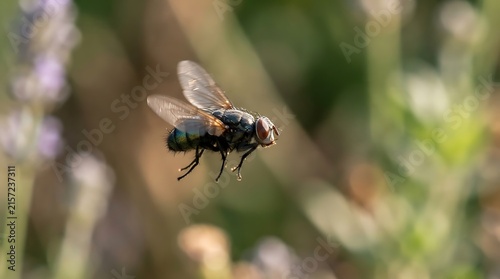 Macro shot of a common fly in mid-flight with blurred wings against a natural green and purple garden background
