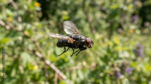 Detailed Close-Up of a Housefly Flying Over Lush Green Foliage in Summer