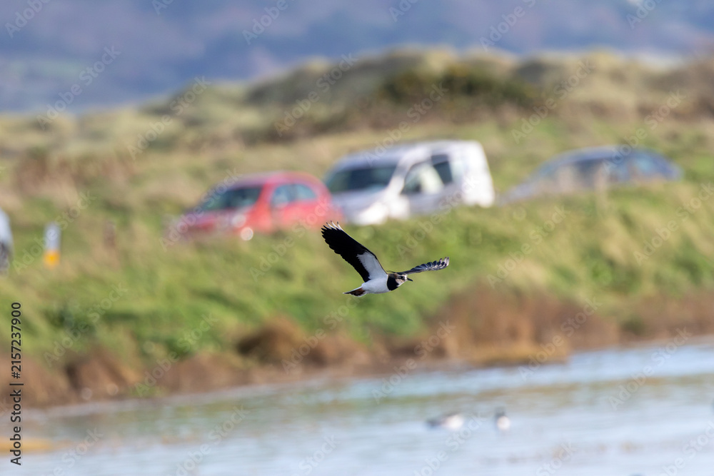 Fototapeta premium Northern Lapwing in Flight Past Parked Cars