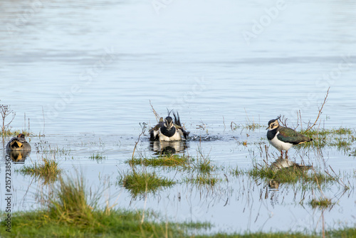 Canvas Print Northern Lapwings Bathing in Shallow Water