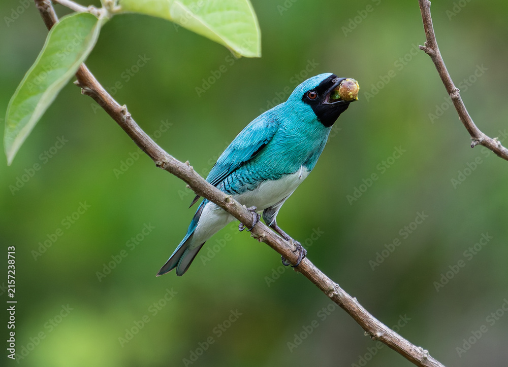 Obraz premium Blue Swallow Tanager Perched with Fruit in Beak