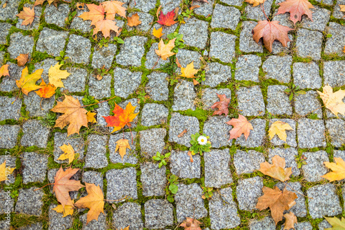 strong solitary blossom, tough flower flourishing through fractured stones and fallen leaves, persistent flower growing amid fractured terrain and seasonal debris in rugged environment