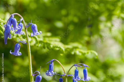 Exterior shot of bluebells flowering in the Hallerbos, in Flanders, on a beatiful spring afternoon in April
