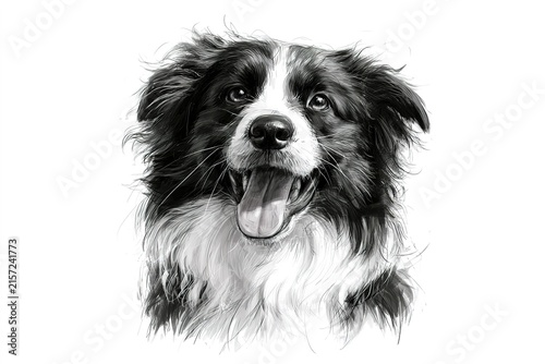 Black and white pencil sketch portrait of happy border collie dog looking upwards isolated on white studio background art.