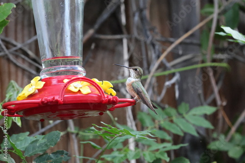 Hummingbird calmly perched near a feeder.