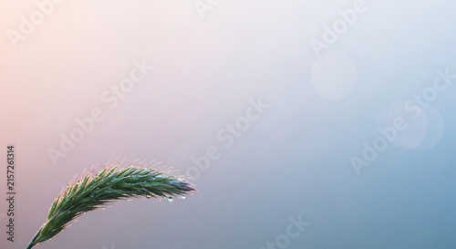 Wheat ear with morning dew drops glowing softly against a pastel gradient background for minimalist wellness and organic branding concept