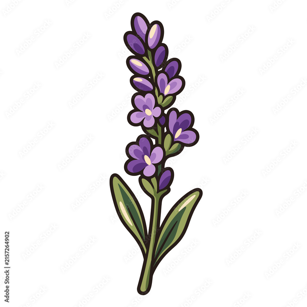 Obraz premium Hand drawn vector illustration of a single purple lavender flower stalk with green leaves on white