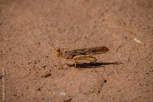 Bild auf Leinwand grasshopper on the ground