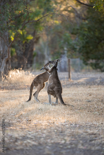 Wresting kangaroos in Australian bushland
