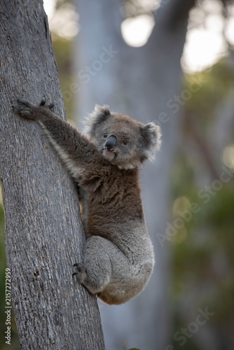 Koala Climbing Eucalyptus Tree in Australian Bushland