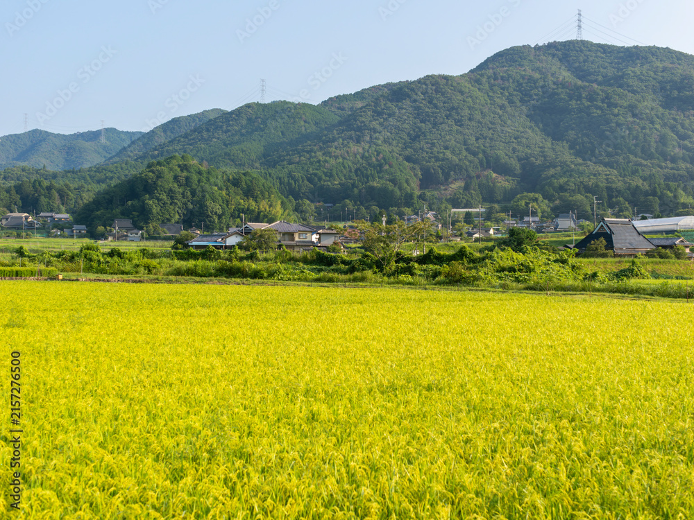 Fototapeta premium 大阪府の能勢町に広がる田園風景