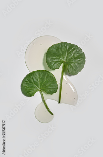 Fresh green centella asiatica leaves with transparent gel texture background, flat lay. Hydrogel or liquid serum swatch with cica extract