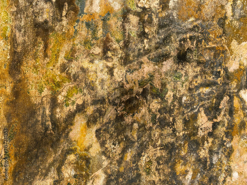 Quadro su tela Texture of weathered old wall covered with dark mold, yellow moss, and cracked peeling plaster background