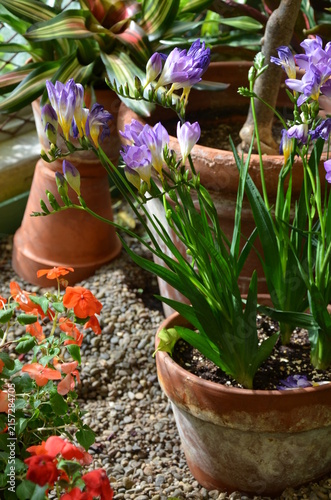 Clay pots full of colorful flowers in greenhouse