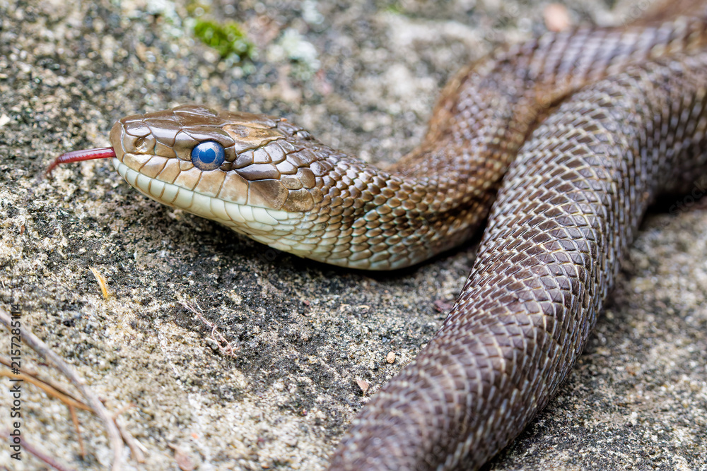 Obraz premium Uターンしてきたアオダイショウ(Japanese rat snake)