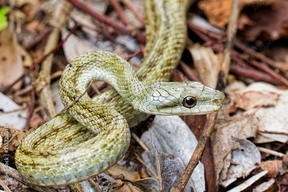Obraz premium 山道にいるアオダイショウ(Japanese rat snake)