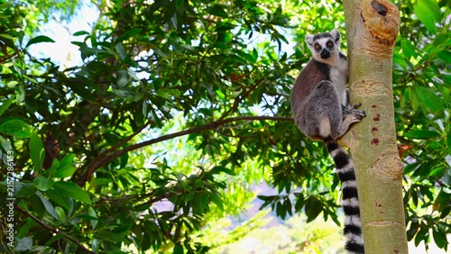 Ring Tailed Lemur Clinging to Tree Trunk in Madagascar Forest