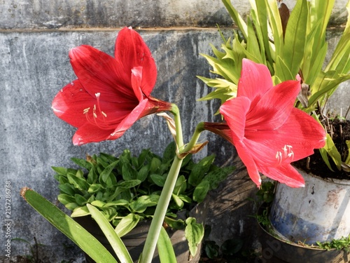 Obraz na płótnie Two vibrant red amaryllis hippeastrum flowers blooming on a stem in an outdoor home garden