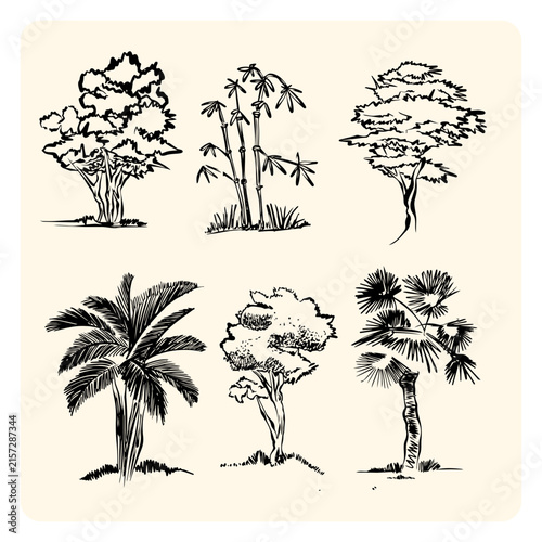 Hand Drawn Trees and Palm Collection Natural Botanical Line Art Sketch